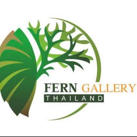 ร้าน Fern Gallery (Thailand)